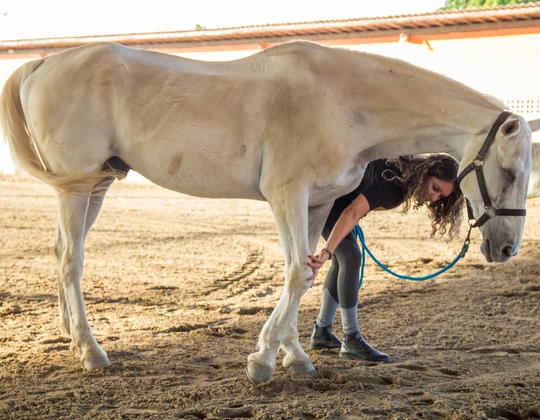 por que cavalos